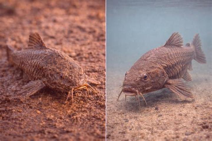 escort Sem-Peixe