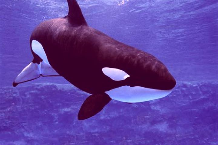 escort Shamu