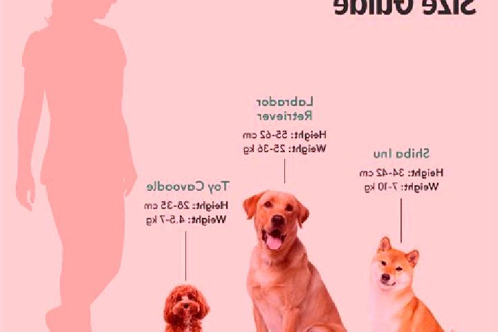 escort Shiba