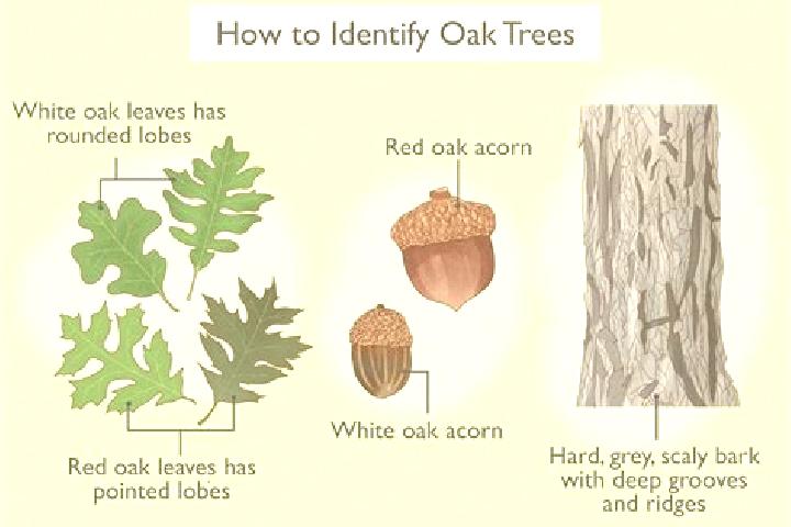 escort Shrub Oak