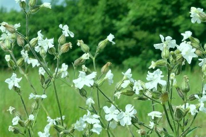 escort Silene