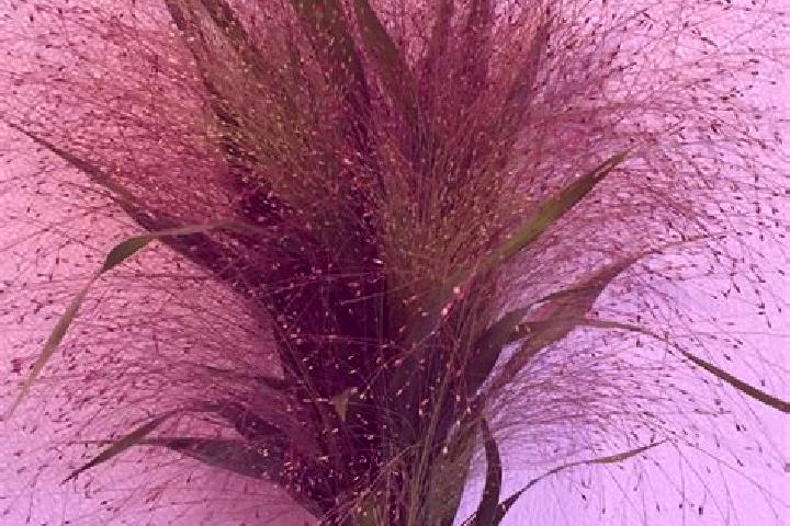 escort Silk Grass