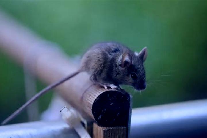 escort Souris