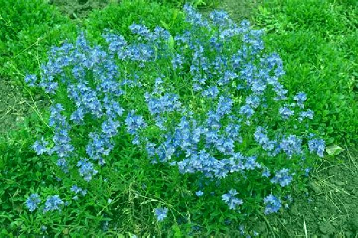 escort Speedwell