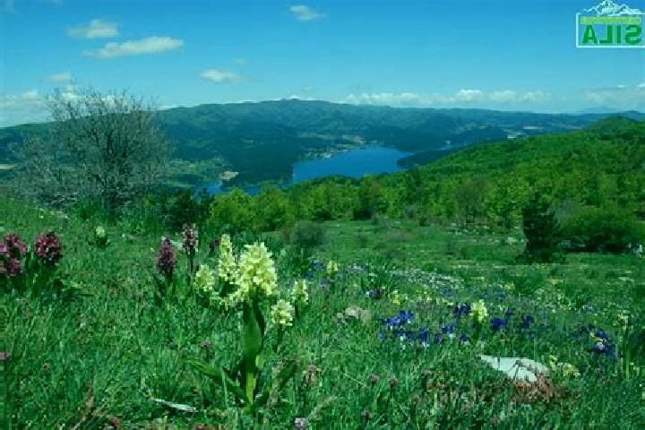 escort Spezzano della Sila