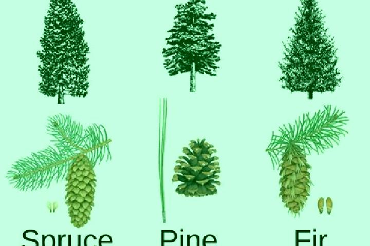 escort Spruce Pine