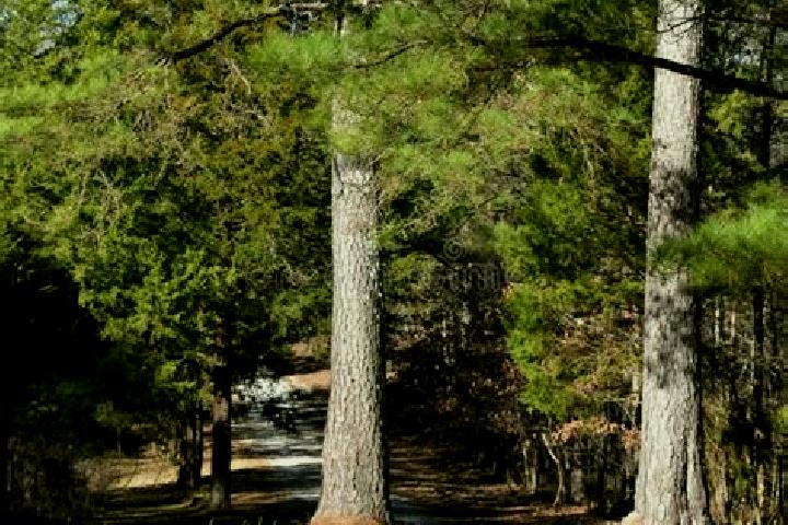escort Standing Pine