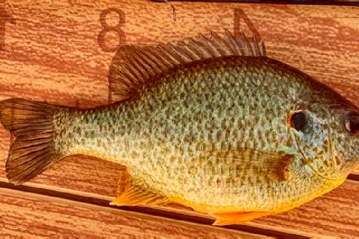 escort Sunfish Lake
