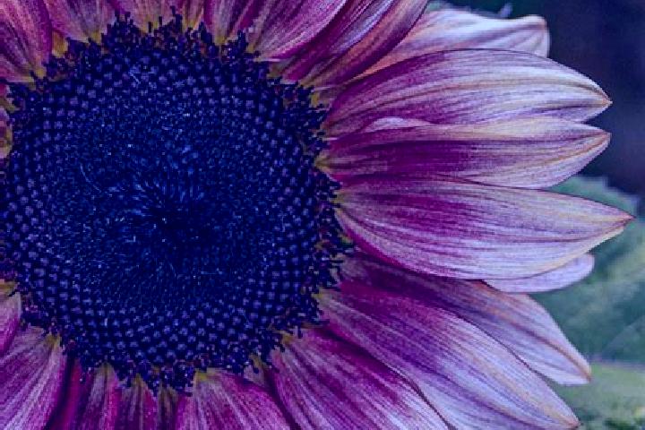 escort Sunflower