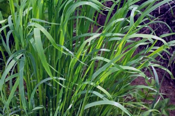 escort Sweet Grass