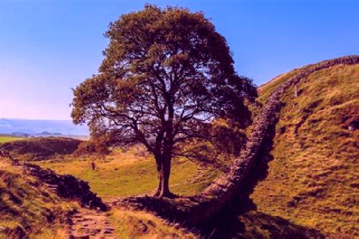escort Sycamore