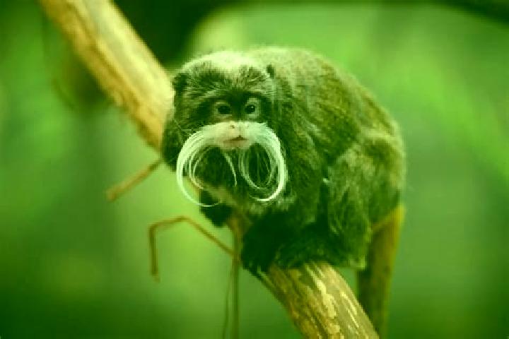 escort Tamarin