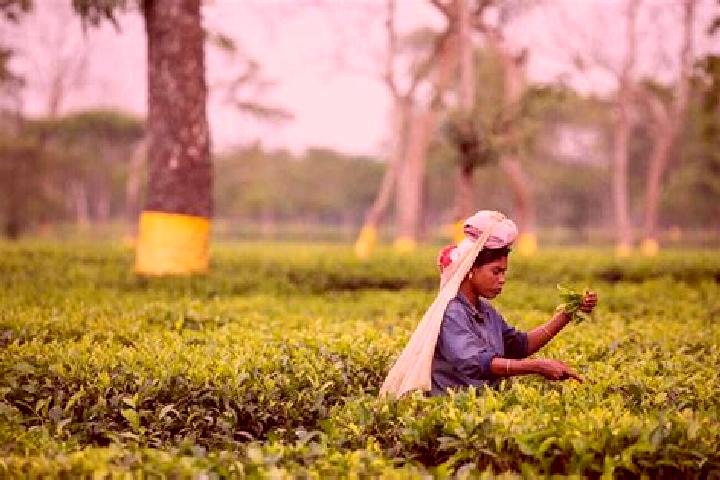 escort Tea Gardens