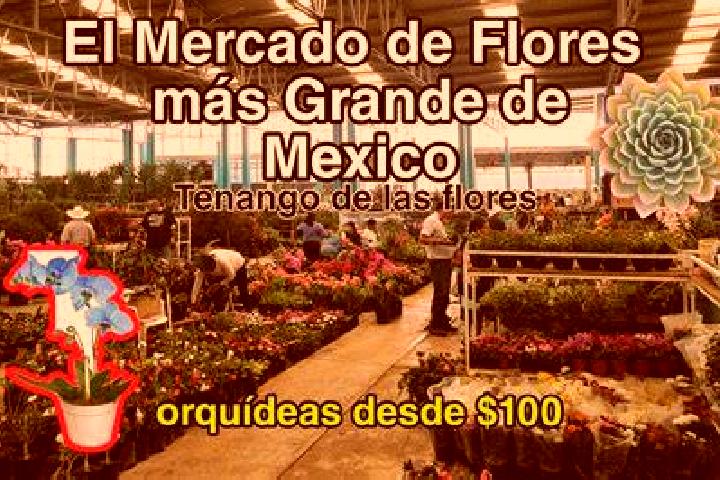 escort Tenango de las Flores