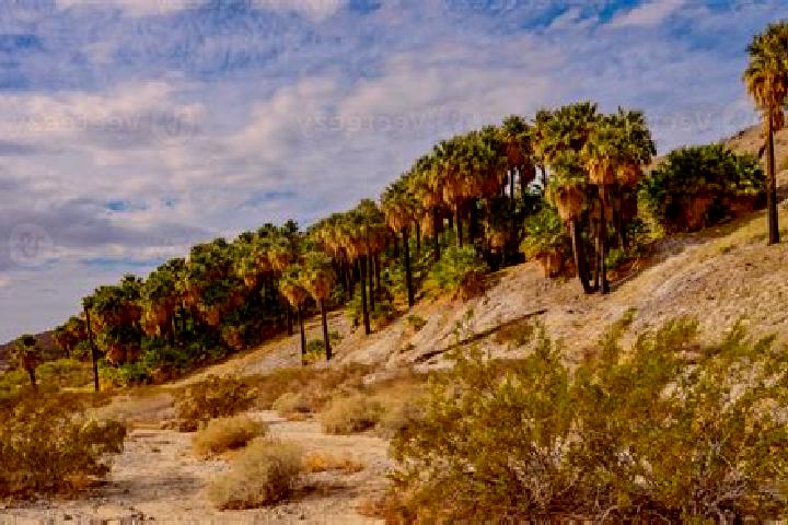 escort Thousand Palms