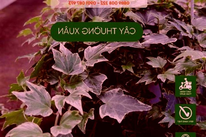 escort Thuong Xuan