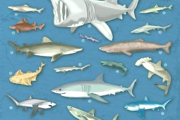 escort Tiburones