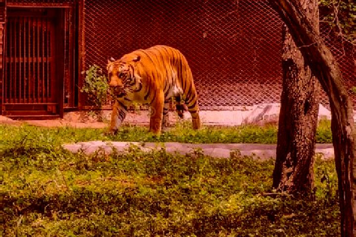 escort Tigre