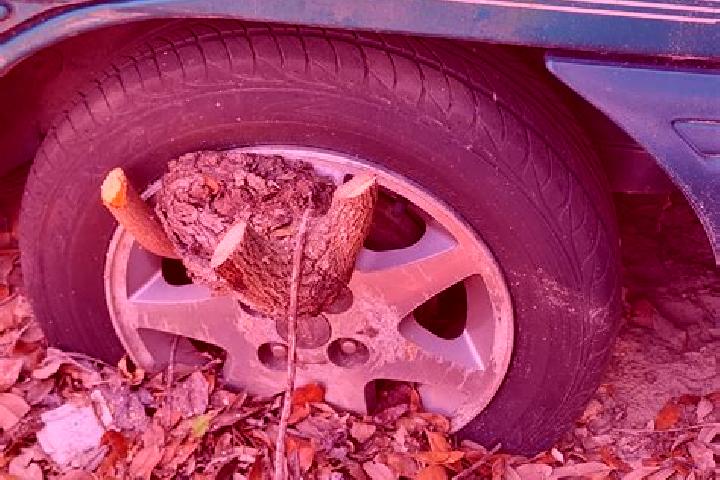 escort Tire