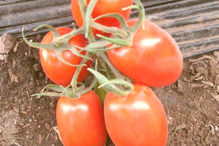 escort Tomate Rio Manso