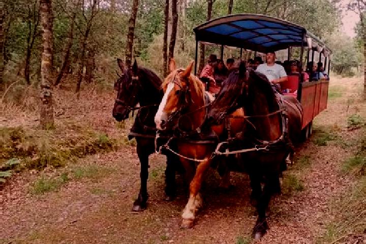 escort Tortequesne