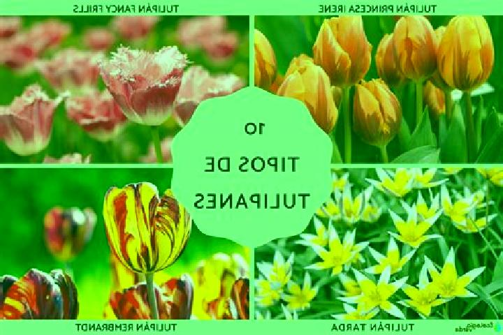 escort Tulipanes