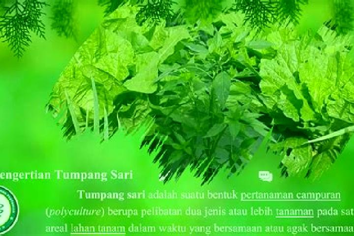 escort Tumpang Satu