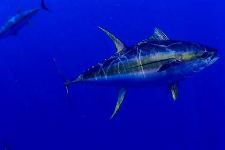 escort Tuna Mansa