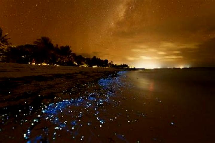 escort Vaadhoo