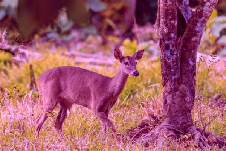 escort Venado