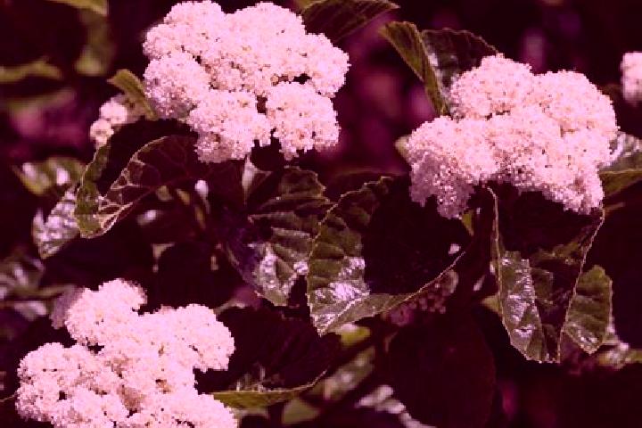 escort Viburnum