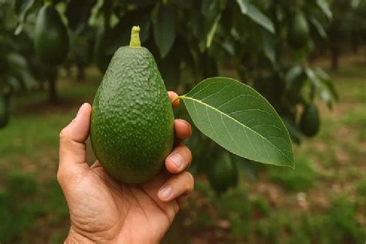 escort Vicente Guerrero (El Aguacate)