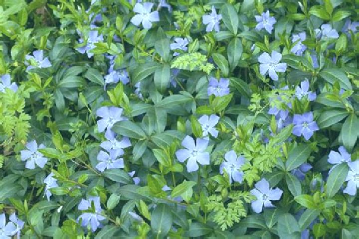 escort Vinca
