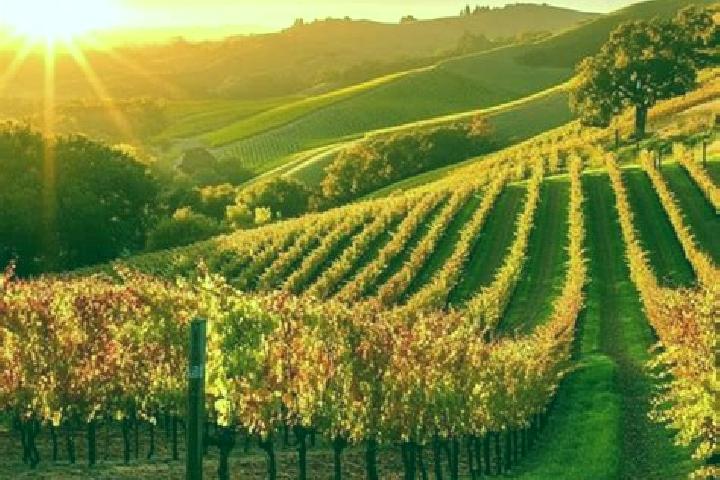 escort Vineyard