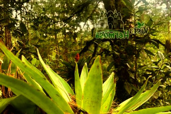 escort Vista Hermosa Zayulapa