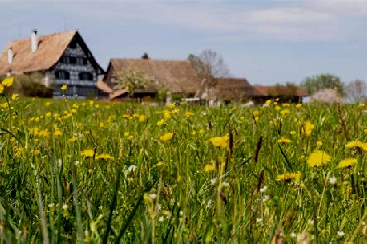 escort Waedenswil / Hangenmoos