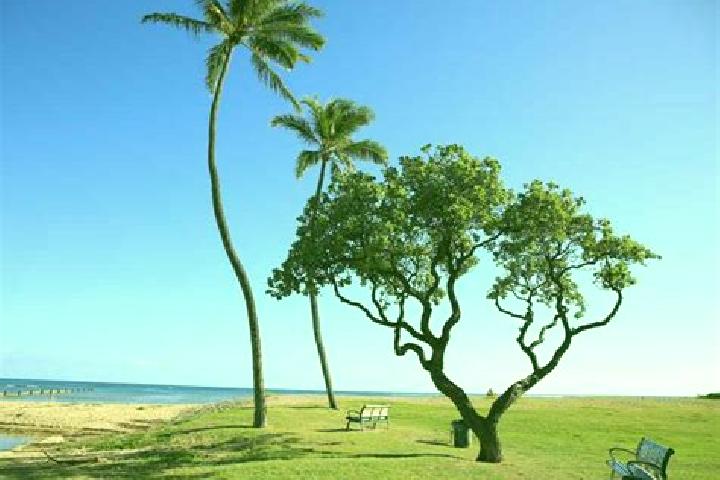 escort Waialae - Kahala