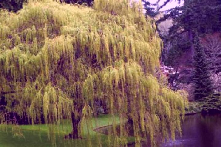 escort Weeping Water