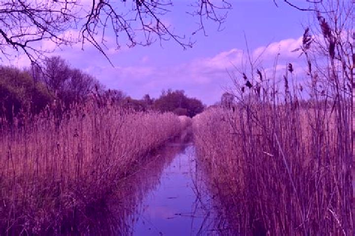 escort West Fens