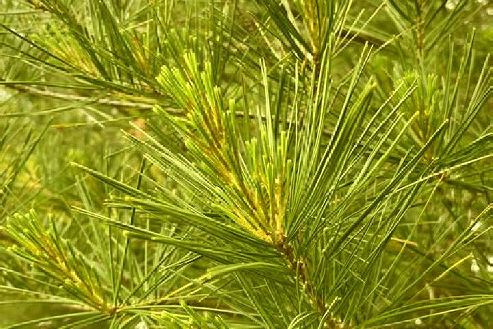 escort White Pine
