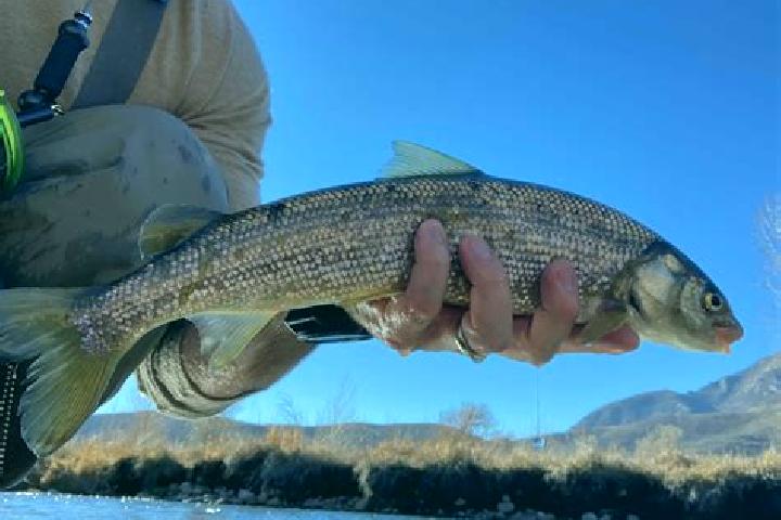 escort Whitefish