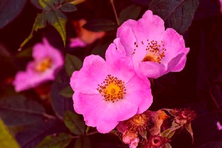escort Wild Rose