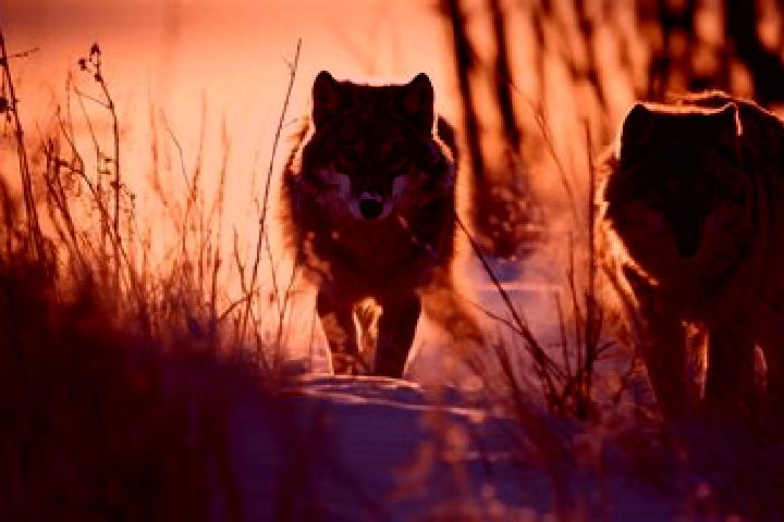 escort Wilkow Wielki