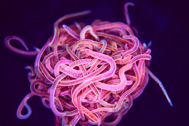 escort Worms