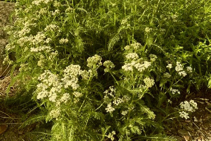 escort Yarrow