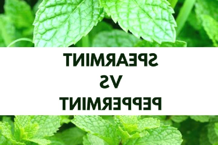 escort Yerbabuena Isbontick
