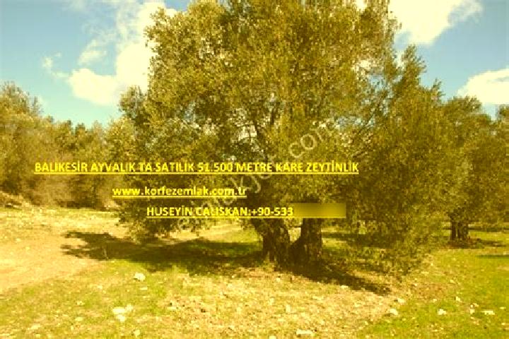 escort Zeytinlik