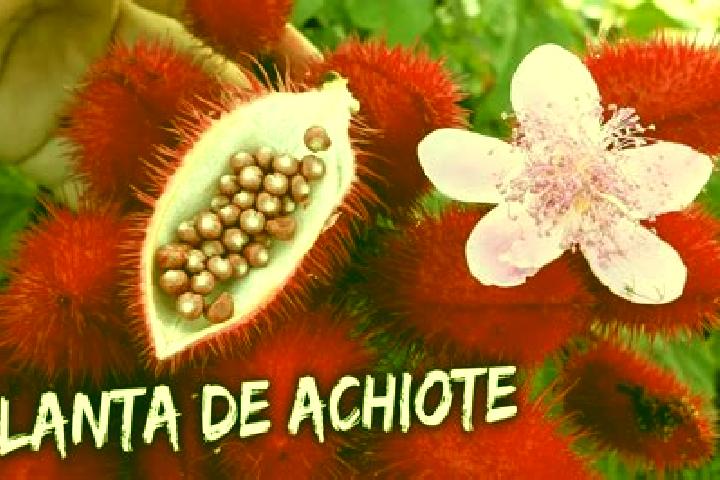 Escorts Achiote, Panama — Local Companions