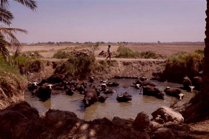 Escorts Al Mishkhab, Iraq — Local Companions