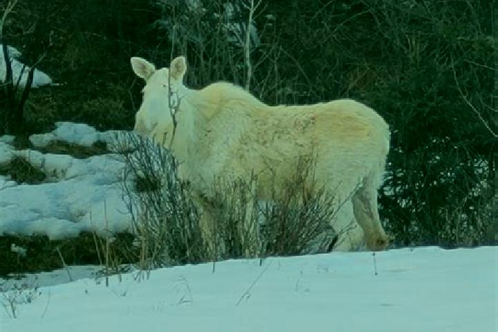 Escorts Albino, Italy — Local Companions